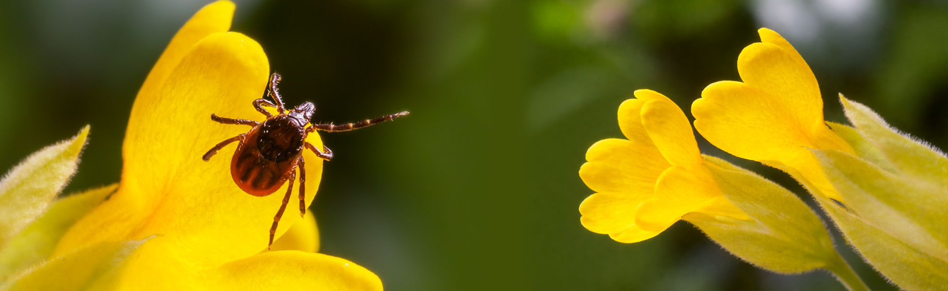 Изображение Исследование клеща на 4 инфекции — всего 1920 р.