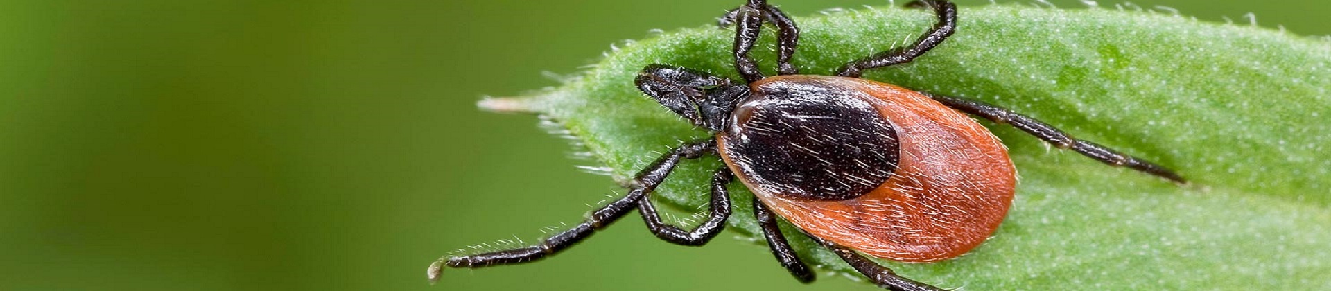 Изображение Исследование клеща на 4 инфекции — всего 1920 р.