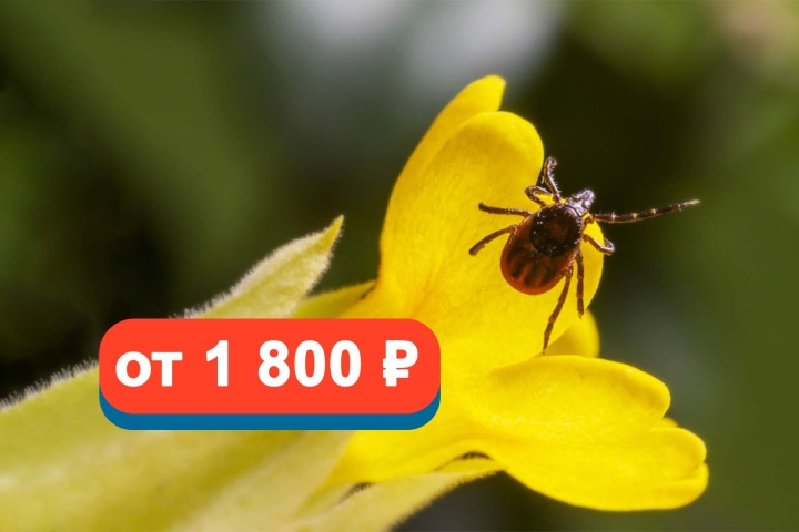 Исследование клеща на наличие инфекций со скидкой 20%!